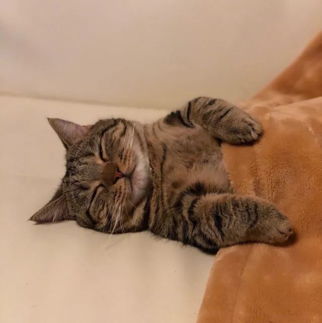 治愈系猫咪壁纸，探索猫咪魅力与心灵抚慰的高清美图