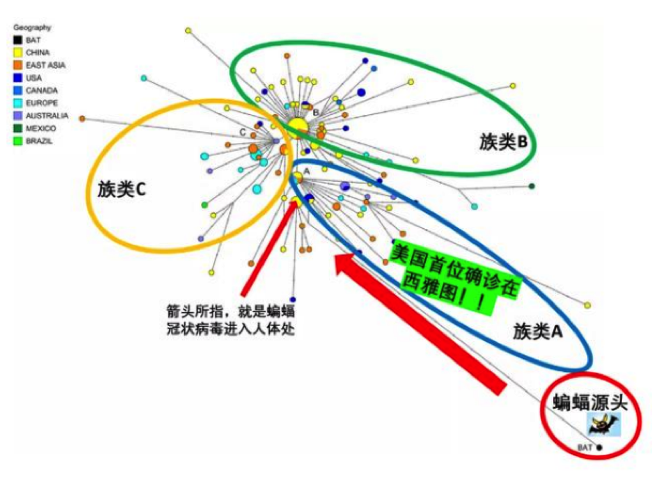 疫情初现，新冠病毒的起源与早期传播